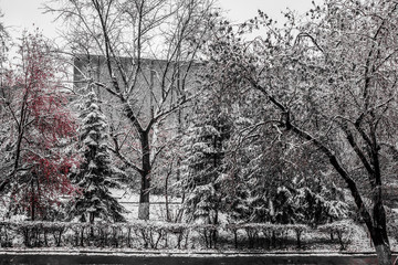 Trees under the snow. Red berries