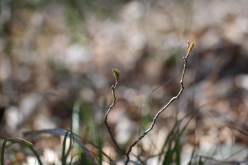 flowers in spring