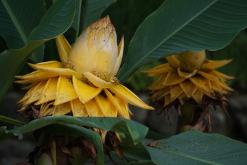 beautiful yellow large japanese blossom