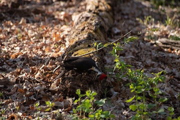 Pileated woodpecker