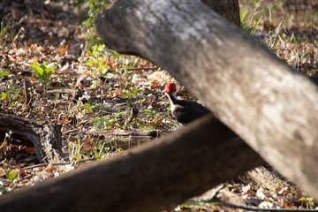 Pileated woodpecker