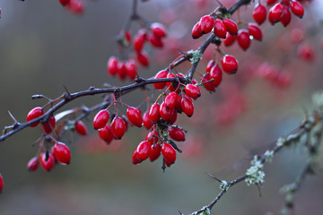 Rote Waldbeeren im Schwarzwald mit Reifeis überzogen.
