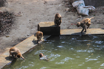 Nepalese monkeys bathe and jump into the water in the pool at the sacred monkey temple in Kathmandu - Swayambhunath