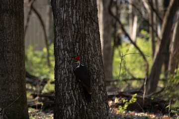 Pileated woodpecker