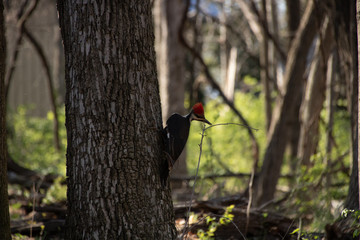 Pileated woodpecker