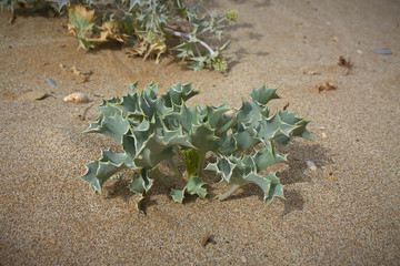 Junge Stranddistel Pflanze am Strand von Kreta.