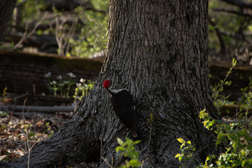 Pileated woodpecker