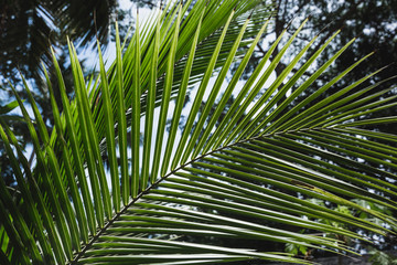 Banana palm leaves in sunny day, green background