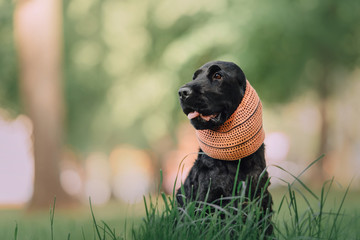 english cocker spaniel wearing ear protection outdoors