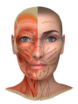 Muscles structure of the female face and neck, half of the face muscles and half skin, each muscle with name on it.