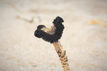 Ausgetrockneten Pilz im Sommer aus der nähe Fotografiert. 