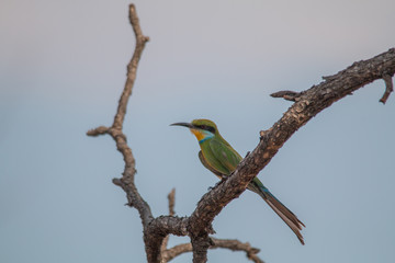Little bee eater on a branch, Chobe national park, Botswana, Africa