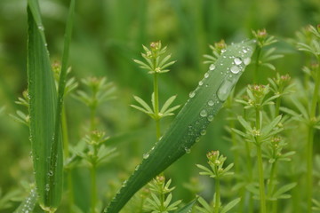 dew on grass