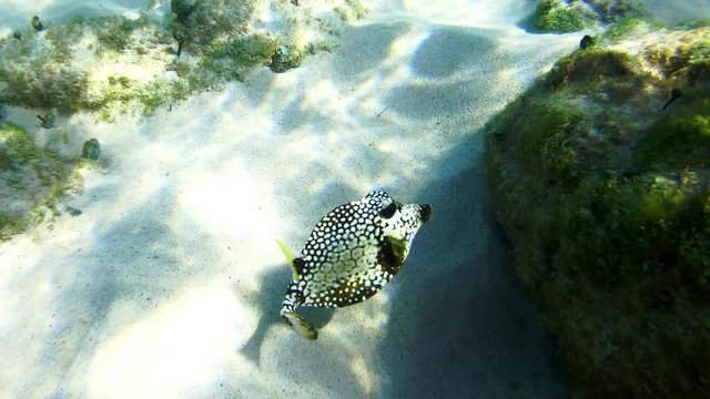 Boxfish Smooth trunkfish (Rhinesomus triqueter or Lactophrys triqueter) filmed in the caribbean sea, 4k