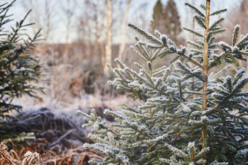 Beautiful winter landscape with fir trees covered with ice crystals