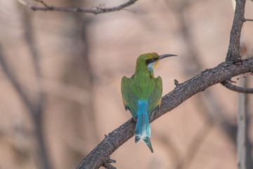 Little bee eater on a branch, Chobe national park, Botswana, Africa