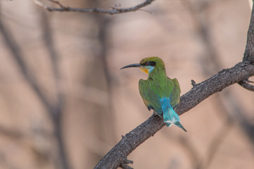 Little bee eater on a branch, Chobe national park, Botswana, Africa