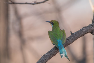 Little bee eater on a branch, Chobe national park, Botswana, Africa