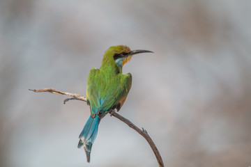 Little bee eater on a branch, Chobe national park, Botswana, Africa