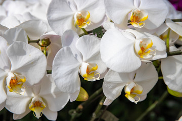 Fototapeta na wymiar White orchid branch, botanical garden photo closeup. Tropical botanical garden photo closeup.