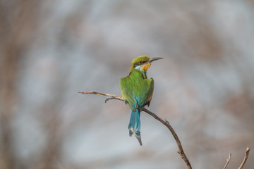 Little bee eater on a branch, Chobe national park, Botswana, Africa