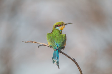 Little bee eater on a branch, Chobe national park, Botswana, Africa