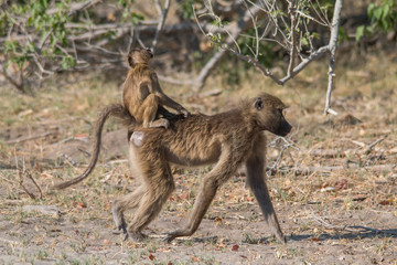 Chacma baboon walking around, Moremi game reserve, Botswana, Africa