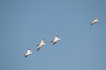 Great white pelican in the moremi game reserve, Botswana, Africa