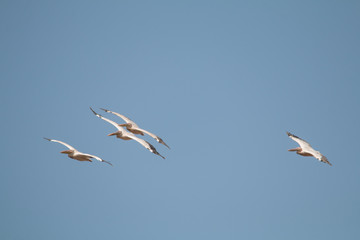 Great white pelican in the moremi game reserve, Botswana, Africa