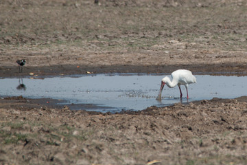 African spoonbill in the water, Moremi game reserve, Botswana, Africa