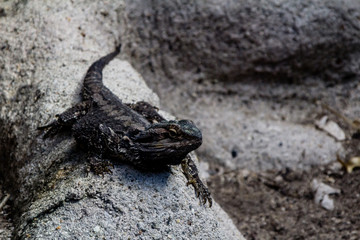 Bearded dragon patrols around it's compound. Auckalnd Zoo, Auckland, New Zealand