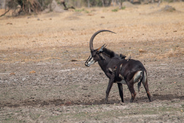 Sable antelope in the plains, Moremi game reserve, Botswana, Africa © Tim on Tour
