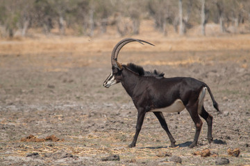 Sable antelope in the plains, Moremi game reserve, Botswana, Africa