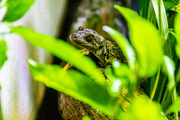 Duvecauls Gecko in a tree. Auckland Zoo. Auckland, New Zealand