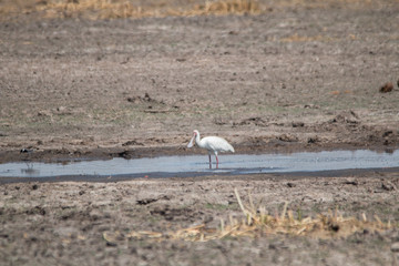 African spoonbill in the water, Moremi game reserve, Botswana, Africa