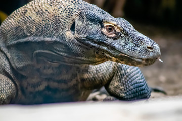 Kammodo dragon on the prowl. Calgary Zoo, Calgary, Alberta, Canada
