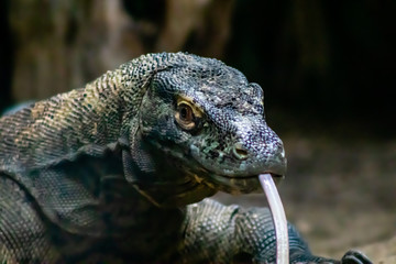 Kammodo dragon on the prowl. Calgary Zoo, Calgary, Alberta, Canada