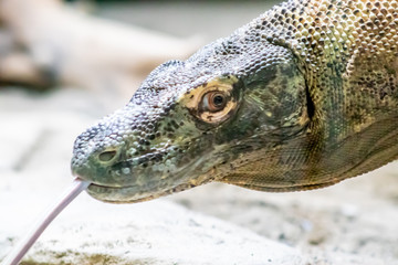 Kammodo dragon on the prowl. Calgary Zoo, Calgary, Alberta, Canada