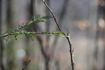 tree in forest	