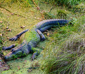 Crocodile relaxes in his compound and grabs some sun. Auckland Zoo, Auckland, New Zealand