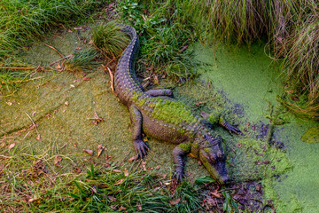 Crocodile relaxes in his compound and grabs some sun. Auckland Zoo, Auckland, New Zealand