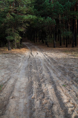 Dirt road in the pine forest.