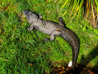 Crocodile relaxes in his compound and grabs some sun. Auckland Zoo, Auckland, New Zealand