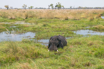 Elephant Bull grazing in the waters of Okavango Delta, Moremi game reserve, Botswana, Africa