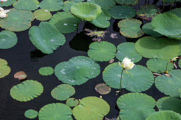 Lotus flowers