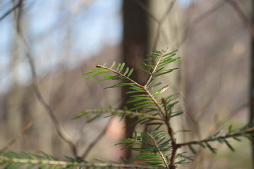 grass on a background