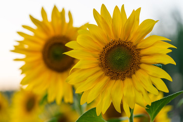 Blooming sunflowers at sunset.