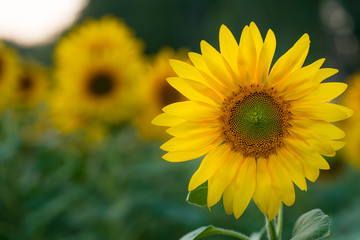 A sharp flower of a sunflower on a blurred background of other flowers.