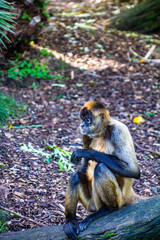 Bolivian squirel monkey sitting on a rock. Auckland Zoo, Auckland, New Zealand