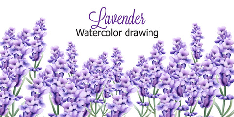 Lavender watercolor drawing with isolated background. Vector